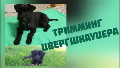 Тримминг груминг стрижка собак Цвергшнауцер в Минске - Собаки на Gde.by  29.01.2024