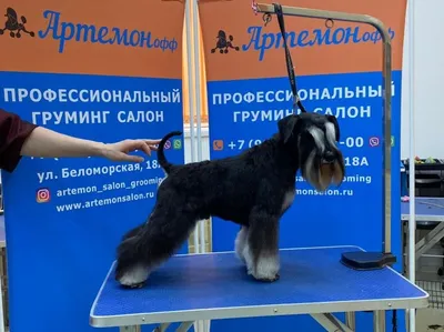 Тримминг цвергшнауцера… | Instagram