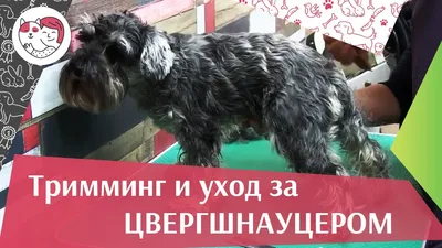 Стрижка Цвергшнауцера на дому недорого и профессионально в Москве и  Московской области