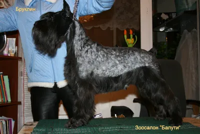 Тримминг цвергшнауцера | Beauty Dog