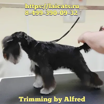 Тримминг и уход за цвергшнауцером на ilikepet - YouTube
