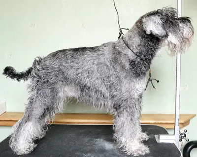 Первый груминг щенка Цвергшнауцера,... - Dog is Dog Пермь | Facebook