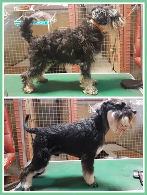 Стрижка цвергшнауцера | Зоосалон и школа груминга All-Grooming. Груминг и  обучение стрижке собак