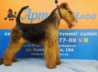 Стрижка (тримминг) Шнауцера
