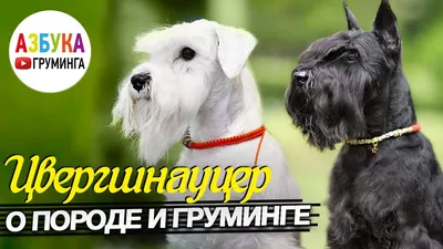 Тримминг собак в груминг салоне «АРТЕМОНофф»