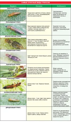 На цветы напали трипсы: как распознать, как бороться, как не допустить  заражения