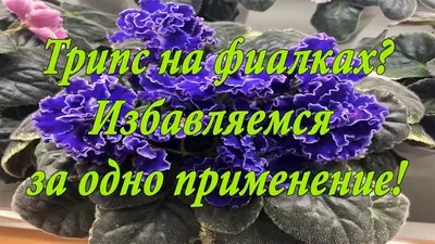 ТРИПСЫ НА ФИАЛКАХ./Моя борьба с трипсами на фиалках.// Ошибка и всё - таки  победа!!! - YouTube