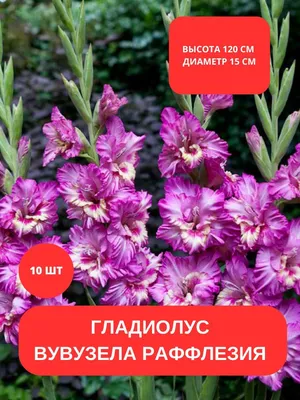 Тонкости и нюансы выращивания гладиолуса Гвинет в открытом грунте - Посадика