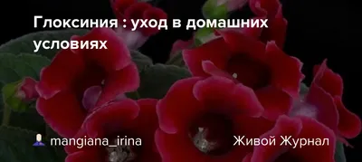 Глоксиния : уход в домашних условиях