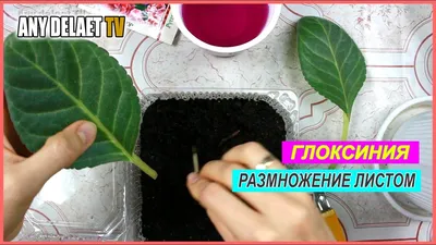 Семена глоксиния Агроуспех смесь 1 уп. - купить в Москве, цены на Мегамаркет