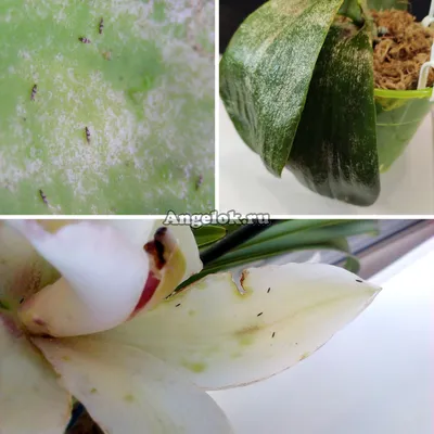 Вредители орхидей (мучнистый червец, трипсы, клещ паутинный и плоскотелка,  щитовка, тля, грибные комарики). Меры борьбы с вредителями. Фото.