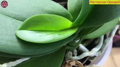 Пупырышки на растущих листочках орхидеи - ТРИПСЫ однозначно! - YouTube