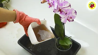 Коварный Трипс на орхидеях. Как выглядит, чем опасен и как я от него  избавилась | Жизнь на подоконнике | Дзен
