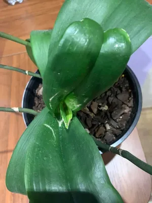 Трипс на орхидее. Как избавиться и лечить фаленопсис