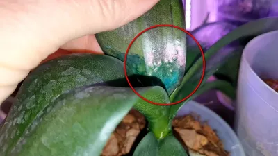 трипсы. Моспилан от трипсов. как избавиться от трипсов на орхидеях - YouTube