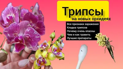 Вредители на орхидеях | OrchidSale