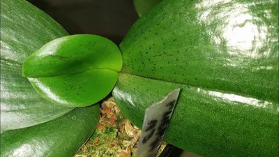 Трипсы на орхидее: 10 способов избавиться от опасного вредителя, а также  причины их появления - YouTube