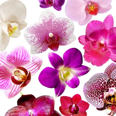 Трипсы на орхидеях - красивые фото