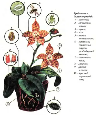 Болезни орхидей фаленопсис - лечение орхидей фаленопсис в домашних условиях