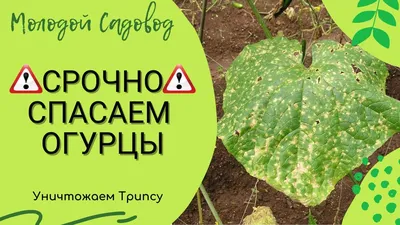 Это топ⚠️Этот препарат номер 1 от ТРИПСА на калибрахоа, петунии, цветах и  он биологический 😃 - YouTube