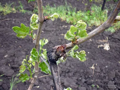 Трипсы на винограднике: что надо о них знать