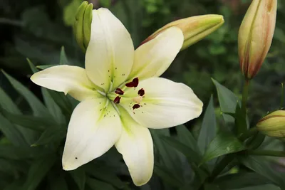 Lilium martagon L., Лилия кудреватая (World flora) - Pl@ntNet identify