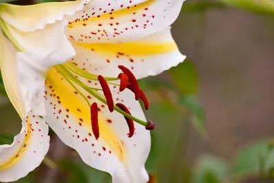 Белая королевская лилия Blossomed в саде на солнечный летний день Стоковое  Изображение - изображение насчитывающей предмет, природа: 115383585