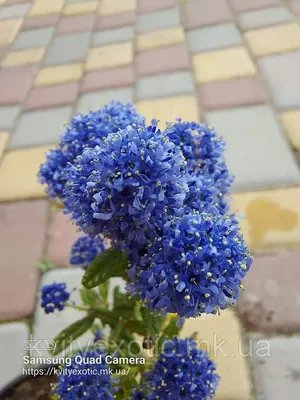 Цеанотус - идеальное растение для вашего участка: фото в хорошем качестве