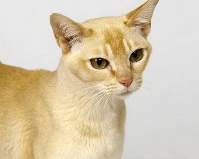 Цейлонская кошка: красота в каждом движении