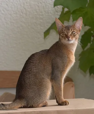 Цейлонская кошка: прекрасная домашняя подруга на фото