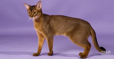 Цейлонская кошка на фото: познай ее красоту