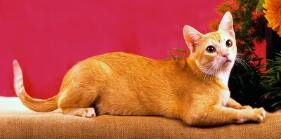 Фото Цейлонской кошки в высоком разрешении