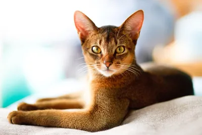 Цейлонская кошка: фотогеничная звезда на снимках