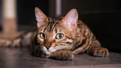 Фото Цейлонской кошки: выбери оптимальный размер для скачивания