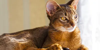 Фотографии Цейлонской кошки: покажи свою любовь к породе