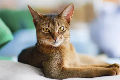 Цейлонская кошка: прекрасные фоновые изображения