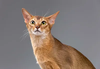Цейлонская кошка: милый компаньон на фото