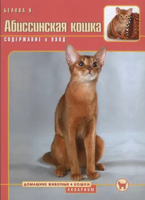 Цейлонская кошка: окунись в ее мир на фото
