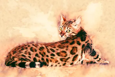 Цейлонская кошка: живописные изображения