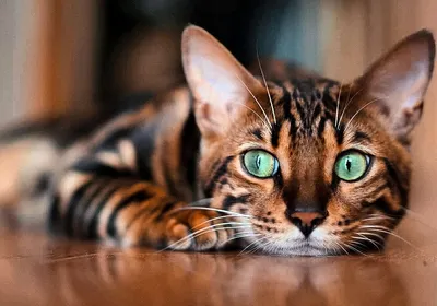 Цейлонская кошка: взгляд, который завораживает на фотографиях