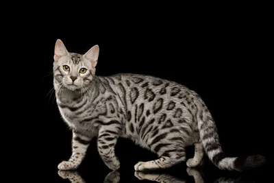 Цейлонская кошка: неповторимая красота на фотографиях