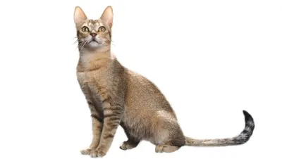 Стройная и изящная Цейлонская кошка на фото
