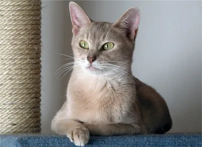 Цейлонская кошка: наслаждение для глаз