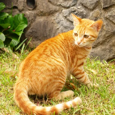 Удивительные фото Цейлонской кошки