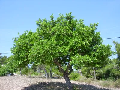 Цератония: одно из самых великолепных растений