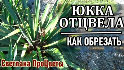 Юкка садовая: уход, посадка, размножение, пересадка, обрезка весной в  домашних условиях и фото растения с названиями