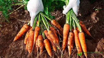 Болезни моркови: болезни моркови при выращивании - Agro-Market