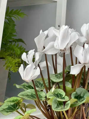 Цикламен персидский Белый, СЕМЕНА, 5 шт Комнатные растения и цветы |  AliExpress