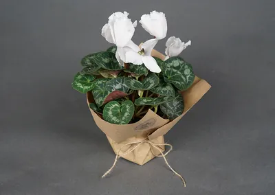 Цикламен белый ⌀12 купить в Москве с доставкой | Магазин растений Bloom  Story (Блум Стори)
