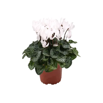 Цикламен Белый - цена, купить комнатные растения с доставкой в Москве -  магазин ПРОСТОЦВЕТЫ